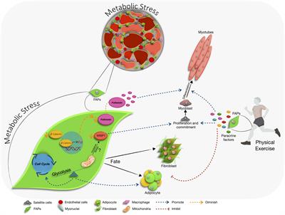 Role of Metabolic Stress and Exercise in Regulating Fibro/Adipogenic Progenitors